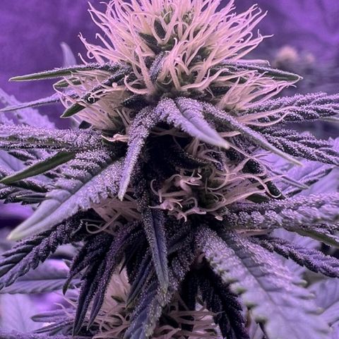 Wappa growlog timeline photo