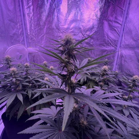 Wappa growlog timeline photo