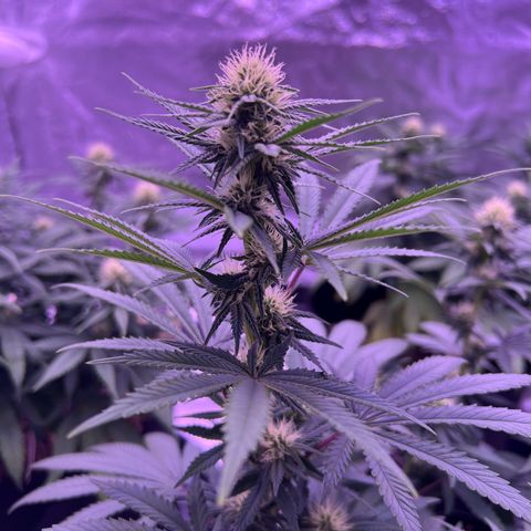 Wappa growlog timeline photo