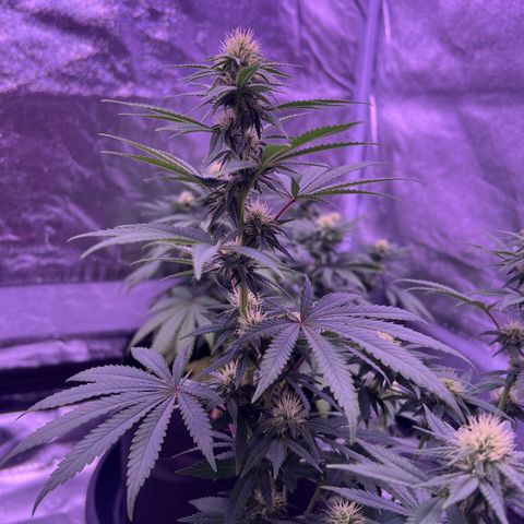 Wappa growlog timeline photo