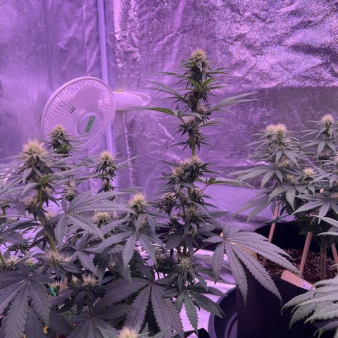Wappa growlog timeline photo