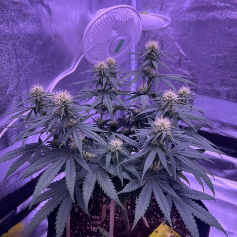 Wappa growlog timeline photo