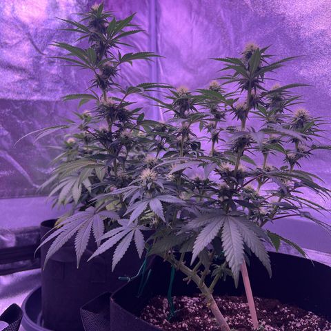 Wappa growlog timeline photo