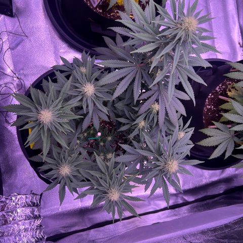 Wappa growlog timeline photo