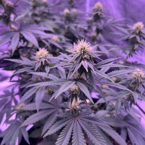 Wappa growlog timeline photo