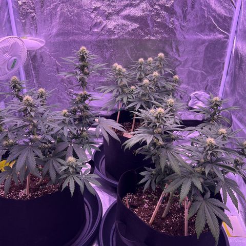 Wappa growlog timeline photo
