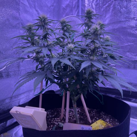 Wappa growlog timeline photo
