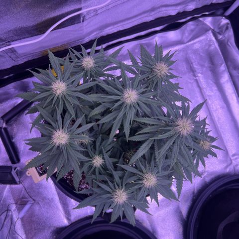 Wappa growlog timeline photo