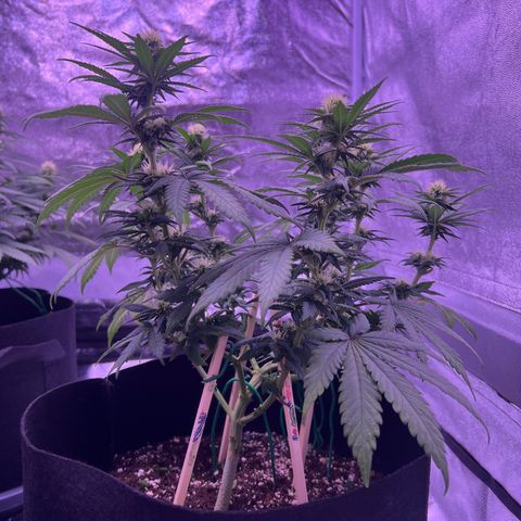 Wappa growlog timeline photo