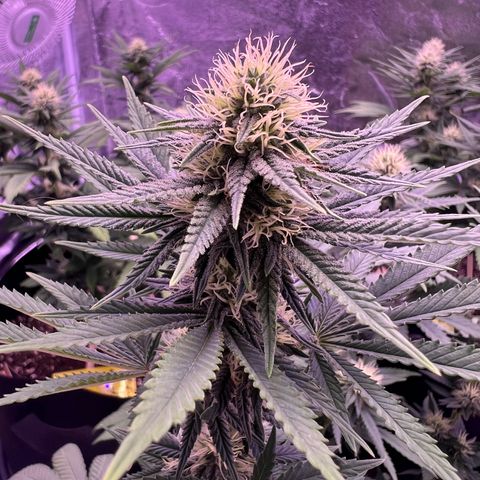 Wappa growlog timeline photo