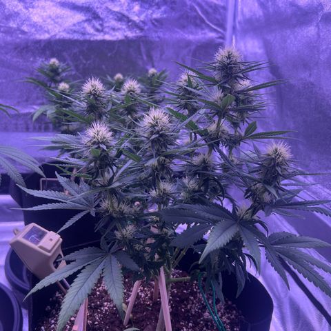 Wappa growlog timeline photo