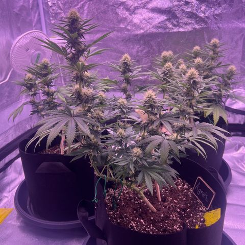 Wappa growlog timeline photo