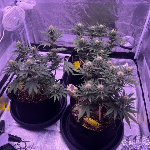 Wappa growlog timeline photo