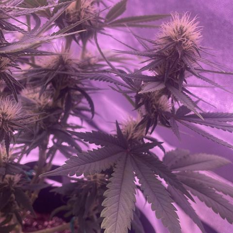 Wappa growlog timeline photo