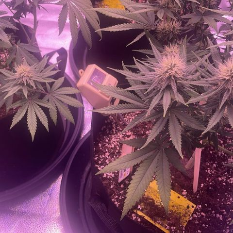 Wappa growlog timeline photo