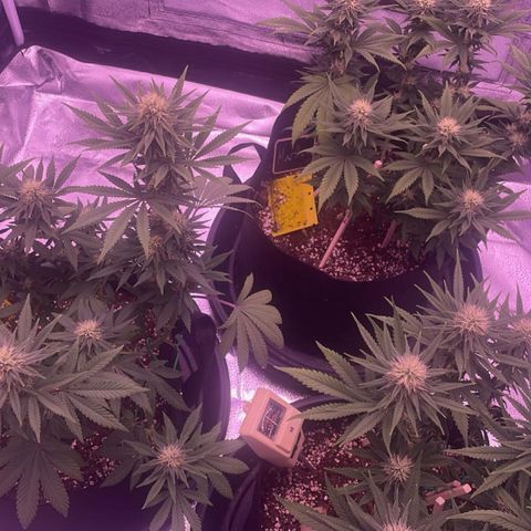 Wappa growlog timeline photo