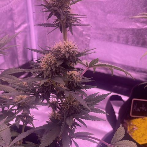 Wappa growlog timeline photo