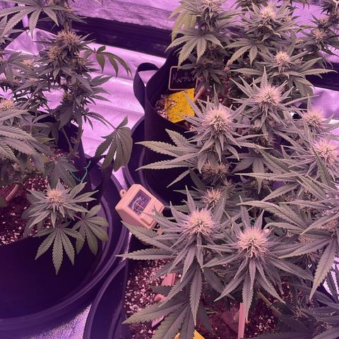 Wappa growlog timeline photo