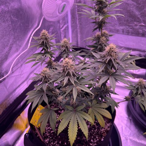 Wappa growlog timeline photo