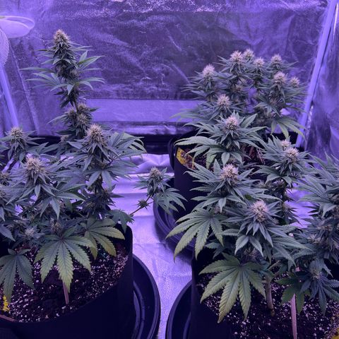 Wappa growlog timeline photo