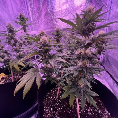 Wappa growlog timeline photo
