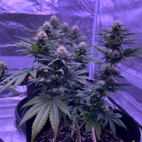 Wappa growlog timeline photo