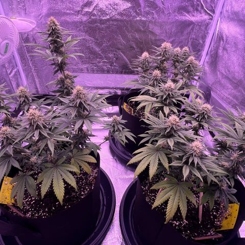 Wappa growlog timeline photo