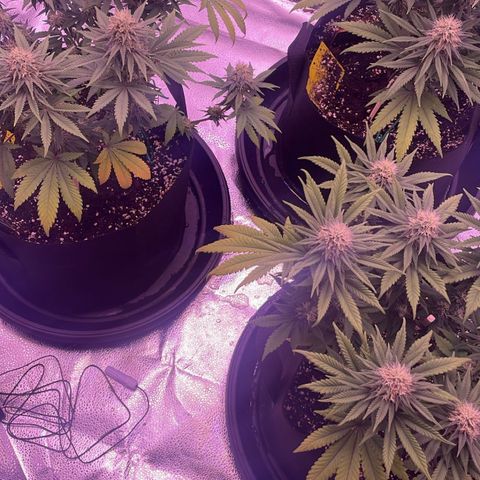 Wappa growlog timeline photo