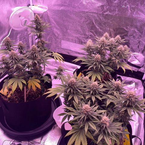 Wappa growlog timeline photo