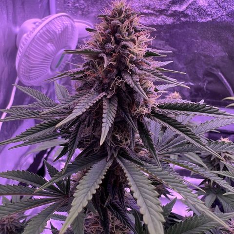 Wappa growlog timeline photo