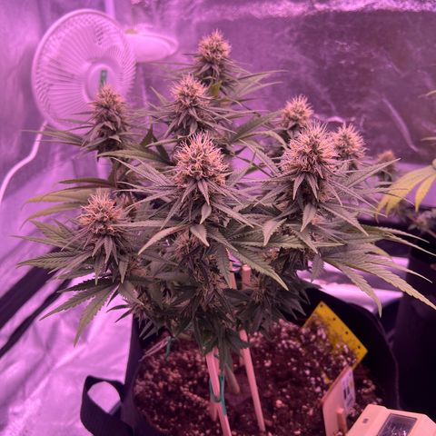 Wappa growlog timeline photo