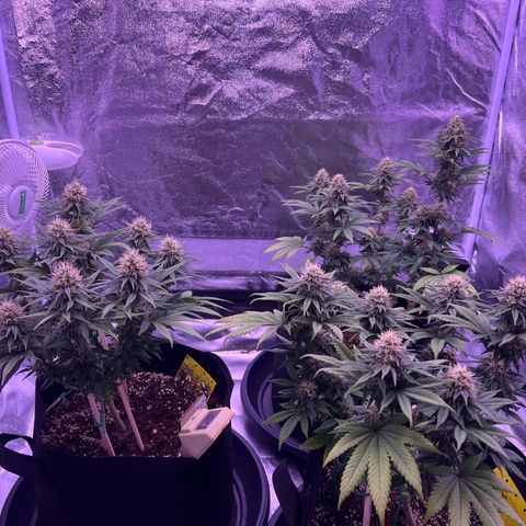 Wappa growlog timeline photo