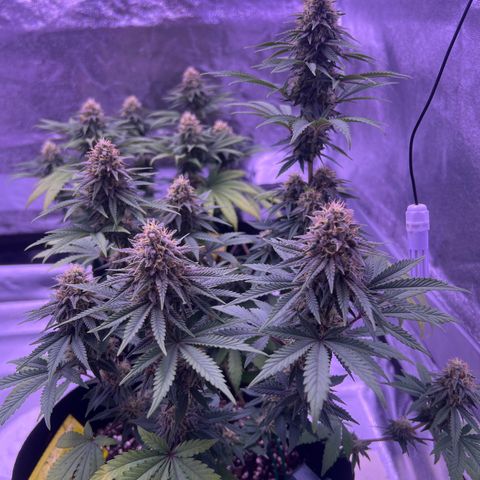 Wappa growlog photo: 1,5 l 
5 Liter / 3ml Nute mix