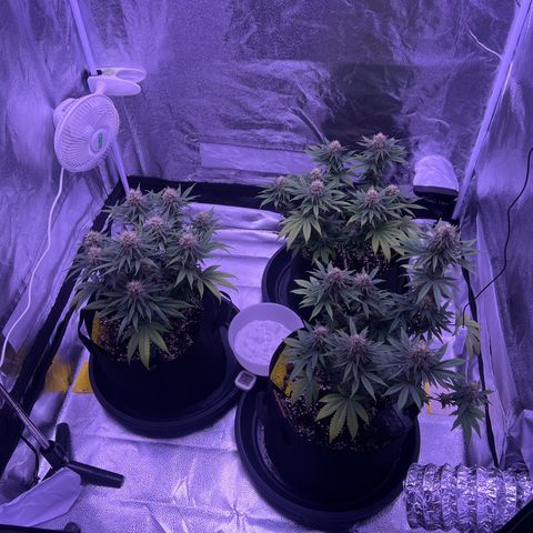 Wappa growlog photo: 1,5 l 
5 Liter / 3ml Nute mix