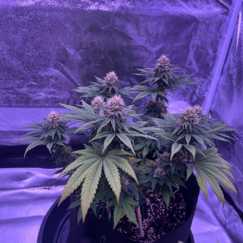 Wappa growlog photo: 1,5 l 
5 Liter / 3ml Nute mix