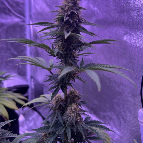 Wappa growlog photo: 1,5 l 
5 Liter / 3ml Nute mix