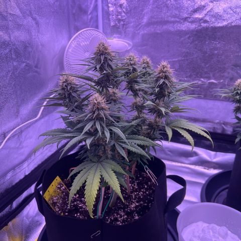 Wappa growlog photo: 1,5 l 
5 Liter / 3ml Nute mix