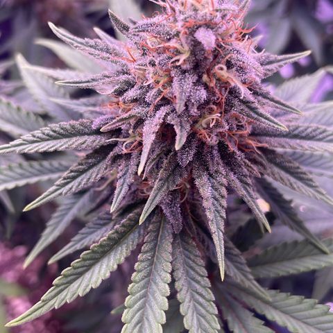 Wappa growlog timeline photo