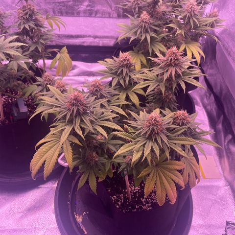Wappa growlog photo: Only water today…..no more nutes