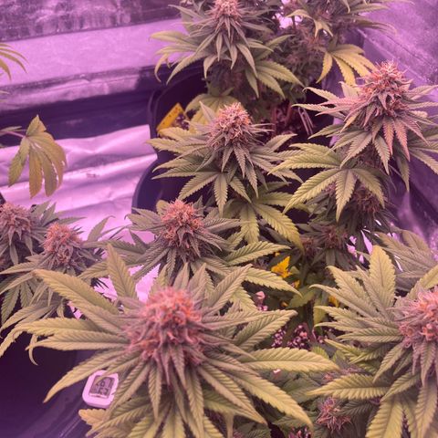 Wappa growlog photo: Only water today…..no more nutes
