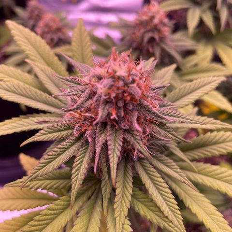 Wappa growlog timeline photo
