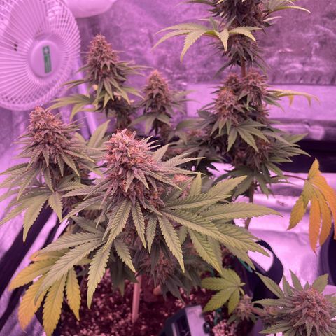 Wappa growlog timeline photo