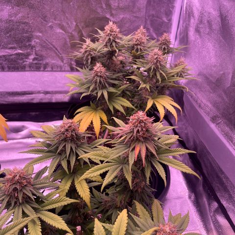 Wappa growlog timeline photo