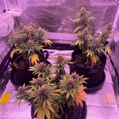 Wappa growlog timeline photo