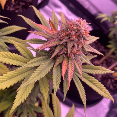 Wappa growlog timeline photo