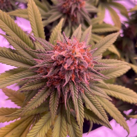 Wappa growlog timeline photo