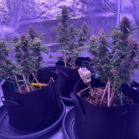 Wappa growlog timeline photo