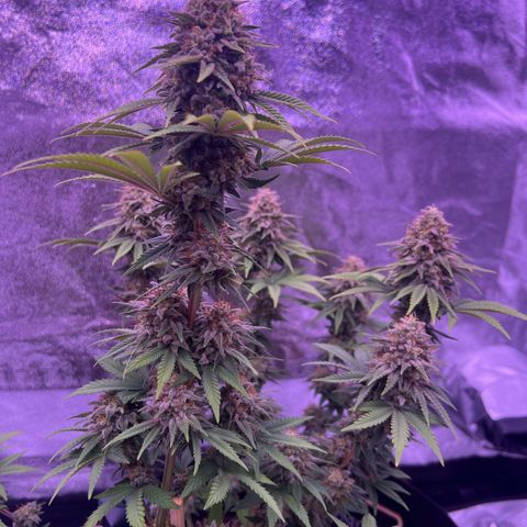 Wappa growlog timeline photo