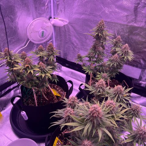 Wappa growlog timeline photo