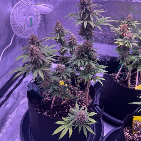 Wappa growlog timeline photo